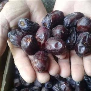 تصویر 4 از خرما مضافتی بوشهر با کیفیت مناسب برای زنجیره تامین